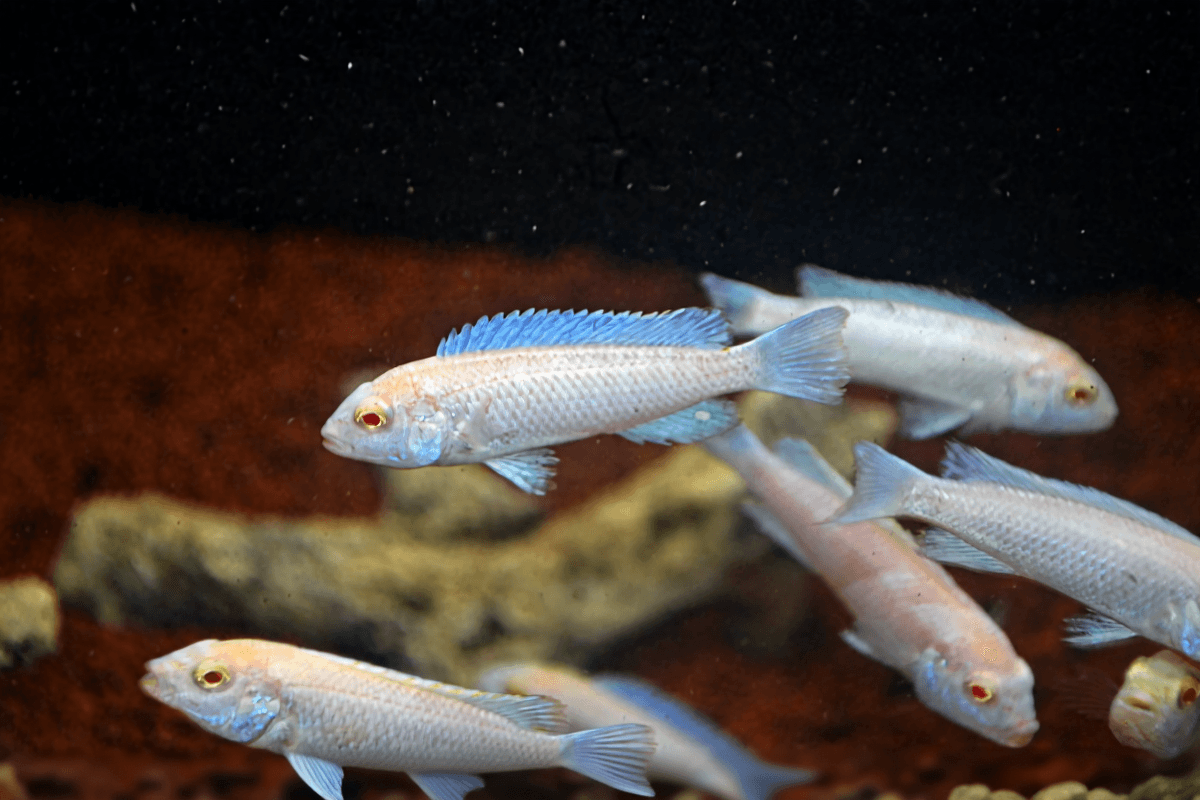 Ikan Hias Cichlid Snow White