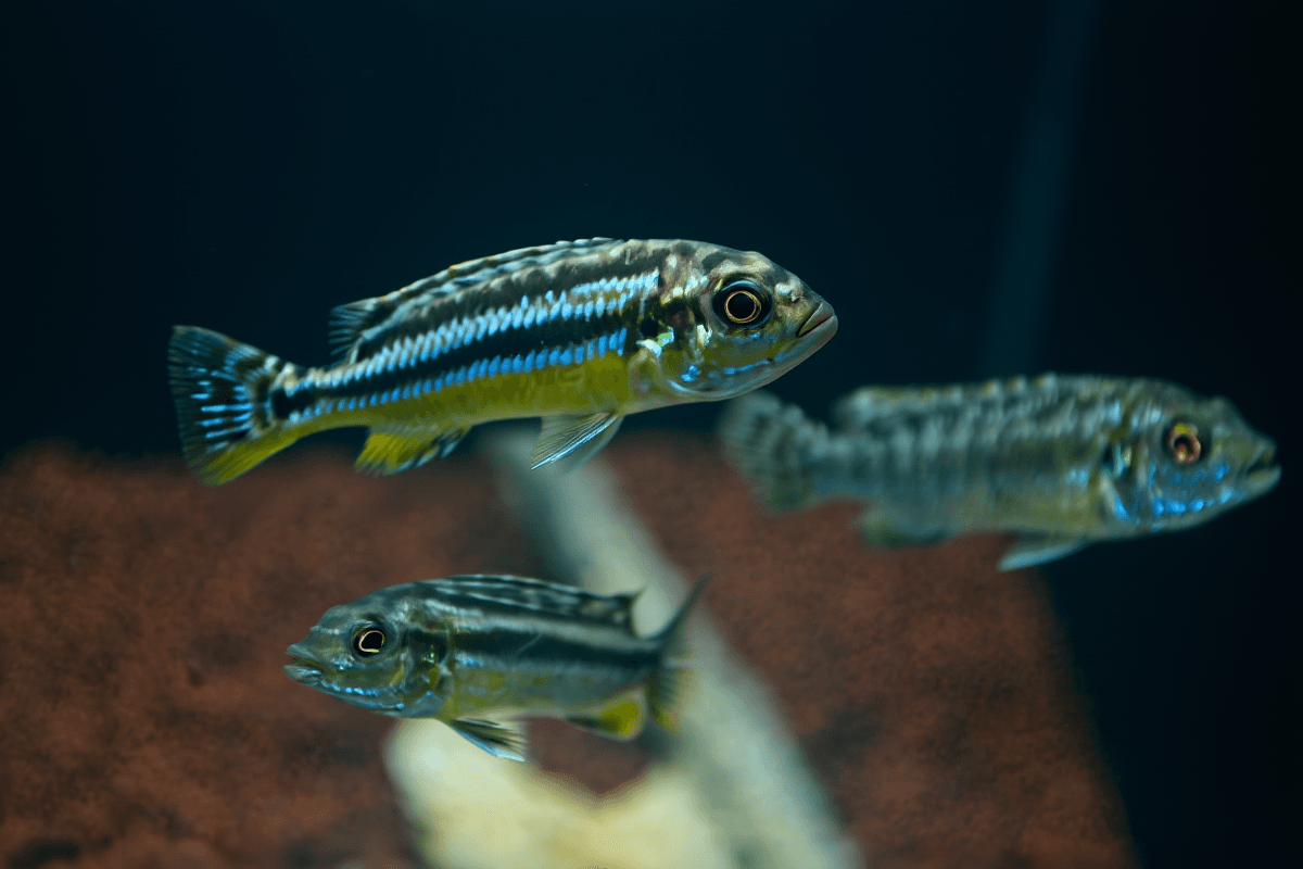 Ikan Hias Cichlid Niasa Melanochromis Auratus