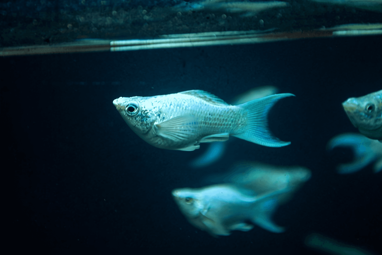 Ikan hias Molly Platinum Ballon