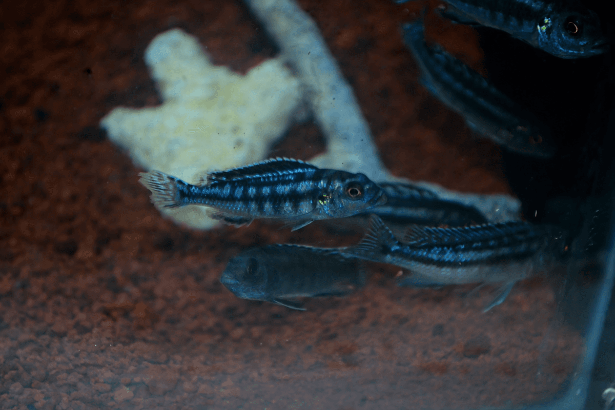 Ikan Hias Cichlid Johani