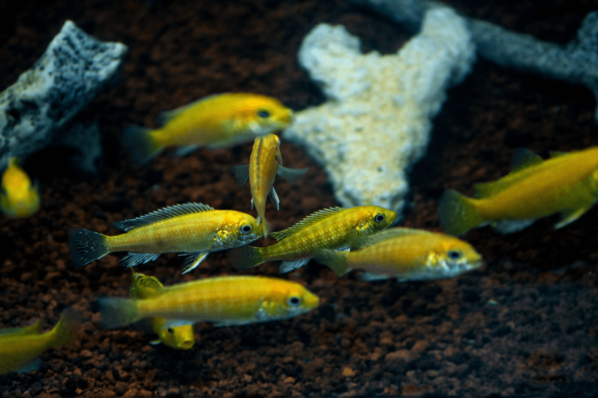 Ikan Hias Cichlid Lemon