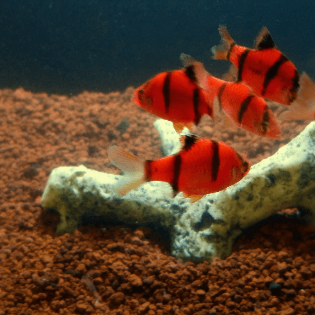 Ikan Hias Tiger Barb Glowfish Red