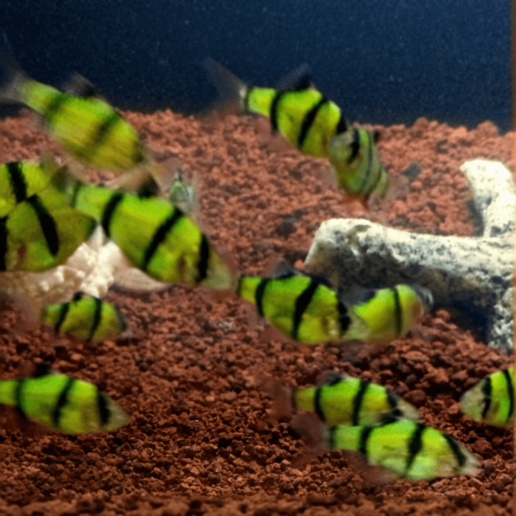 Ikan Hias Tiger Barb Glowfish Green