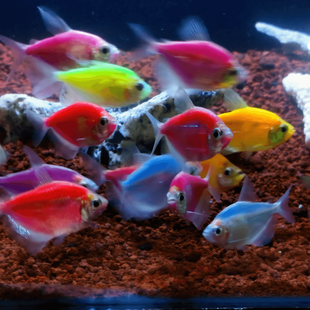 Ikan Hias Glowfish Tetra (mix-Warna)