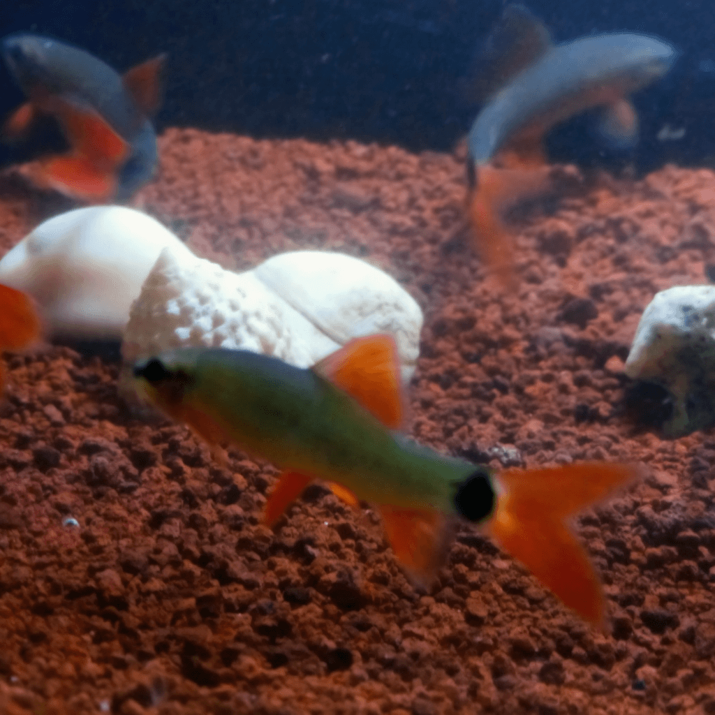 Ikan hias Red Fin Shark