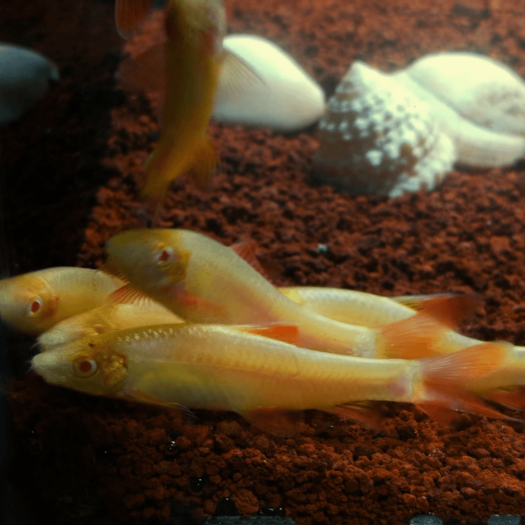 Ikan hias Red Fin Shark Albino
