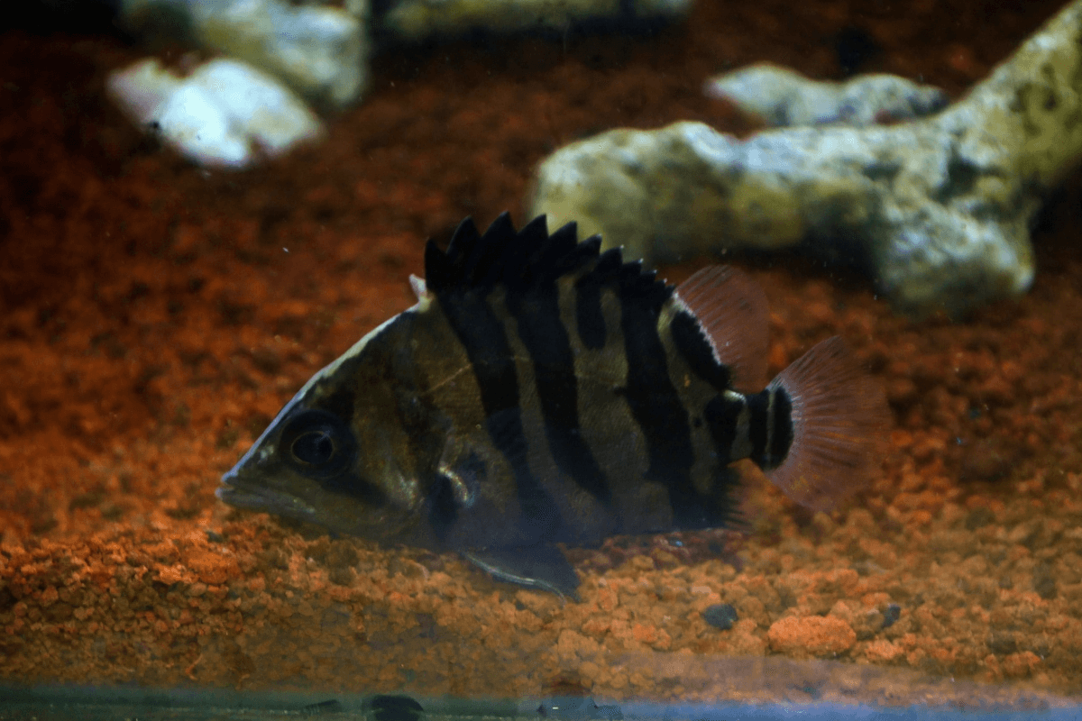 Ikan hias Tiger Datz Borneo