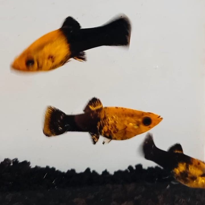 Ikan Hias Molly Golden Black