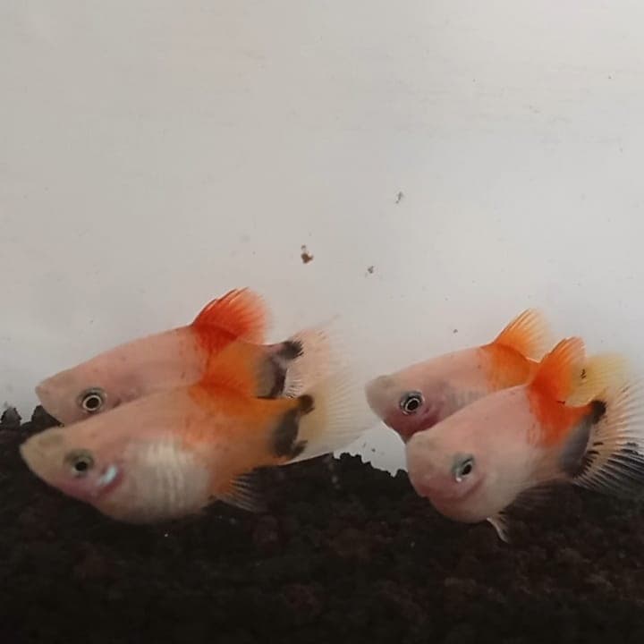 Ikan Hias Platy Mickey Mouse