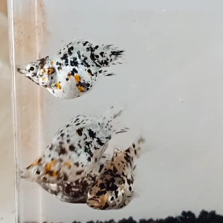 Ikan Hias Molly Marble Ballon