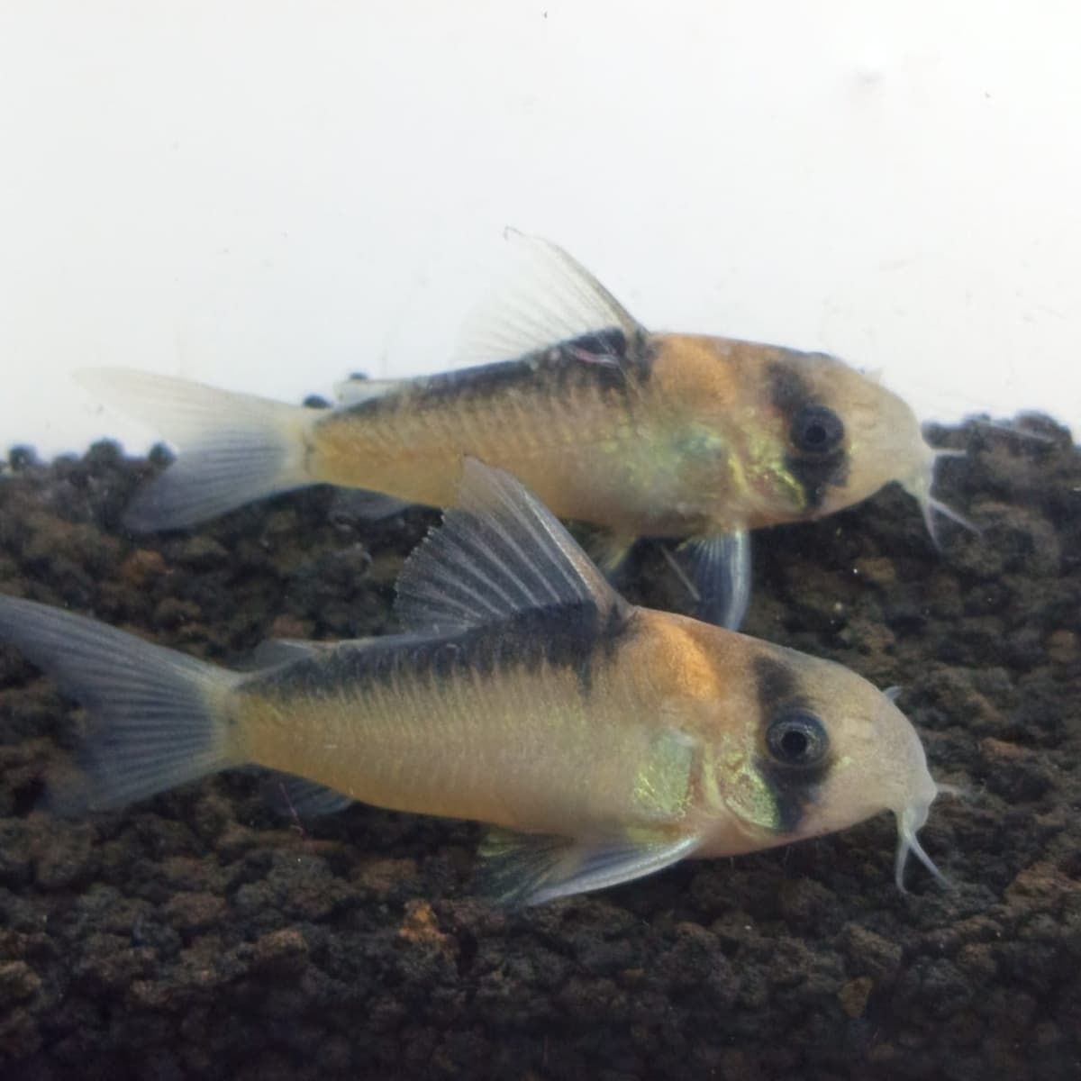Ikan Hias Corydoras Adolfoi