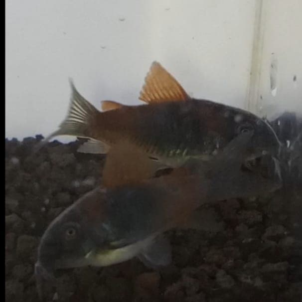 Ikan Hias Corydoras Venezuela