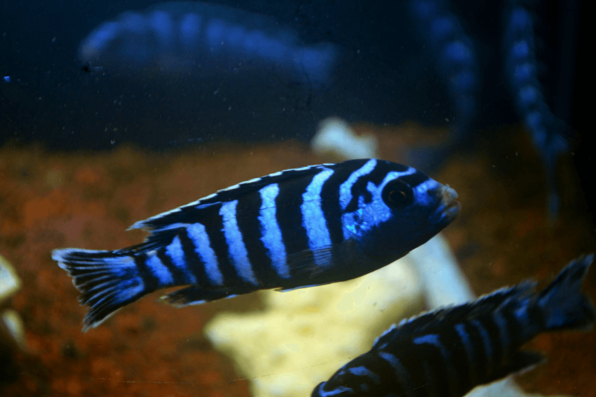 Ikan Hias Cichlid Demasoni