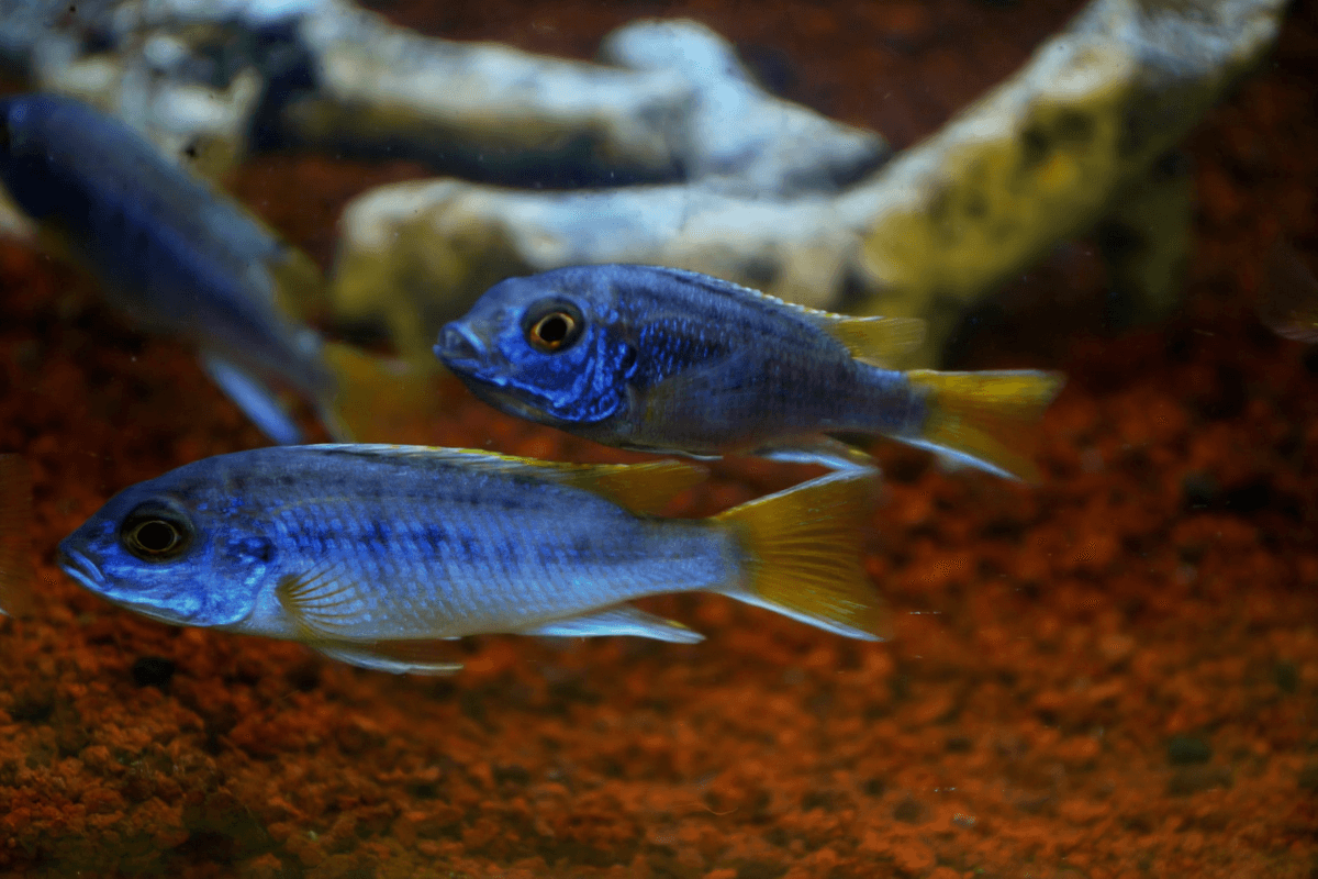 Ikan hias Cichlid Hongi