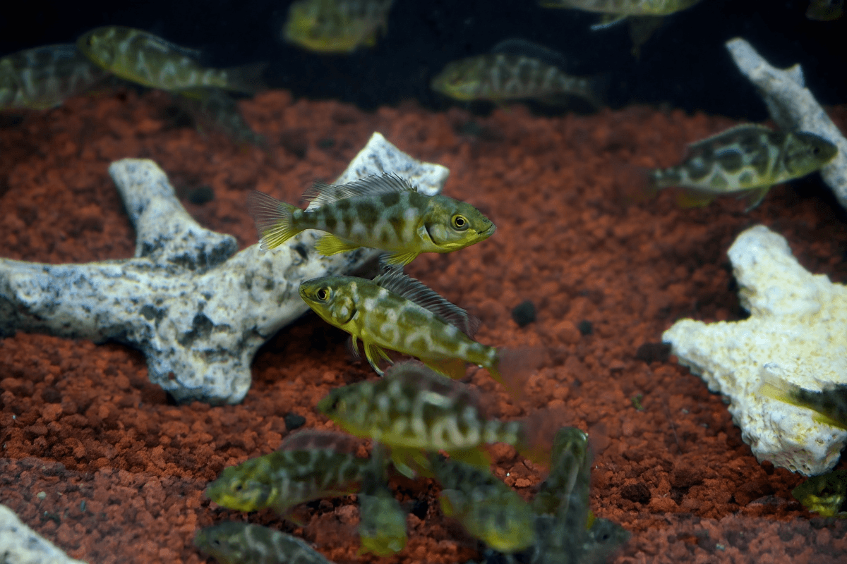 Ikan Hias Cichlid Venustus (Paracheirodon venustus)