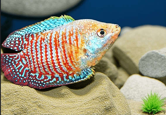 Ikan Hias Sepat laris