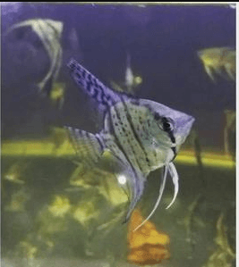 Ikan Hias Manfish Pinoy