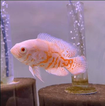 Ikan Hias Oscar Batik Albino