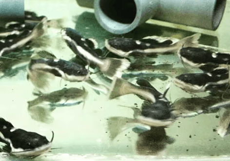 Ikan Red Tail Catfish