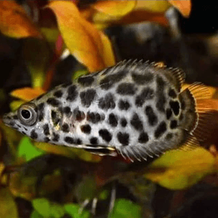 Ikan Hias Ctenophoma