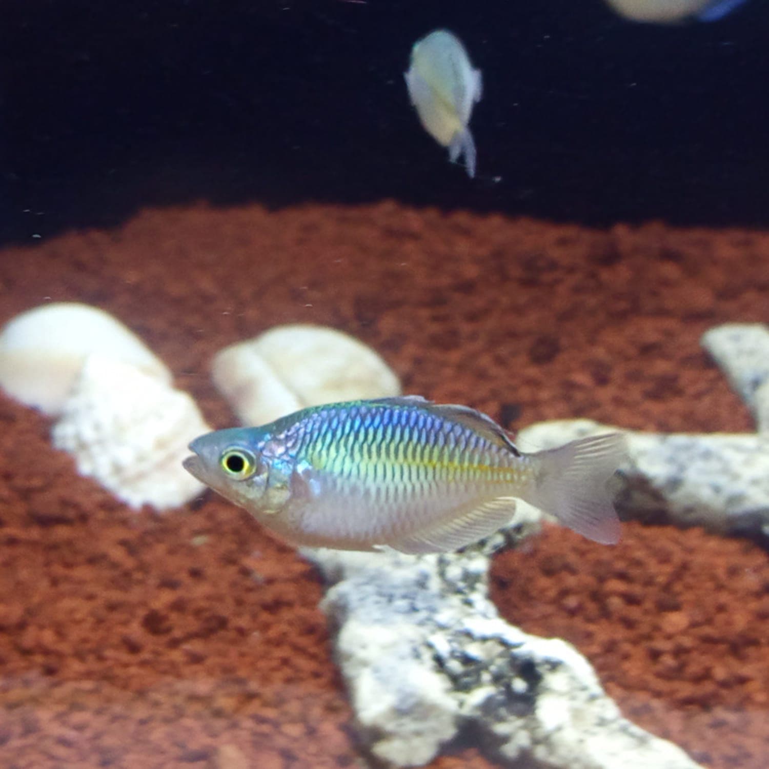 Ikan Hias Rainbow Boesmani