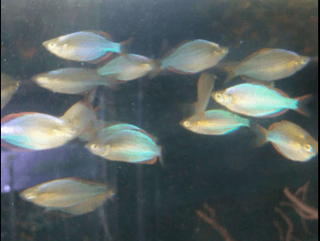 Ikan Hias Rainbow Peacock