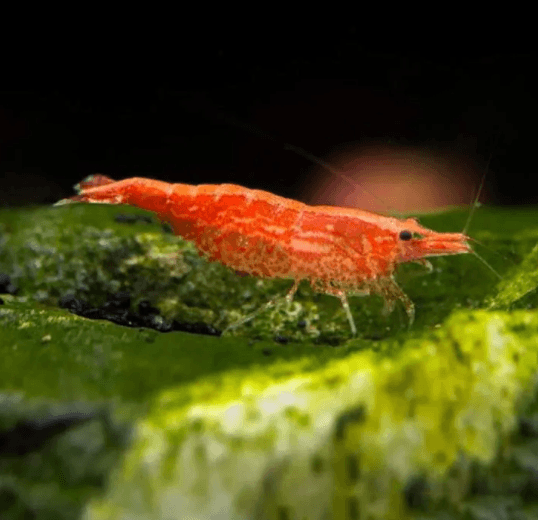 Udang Hias Red cherry