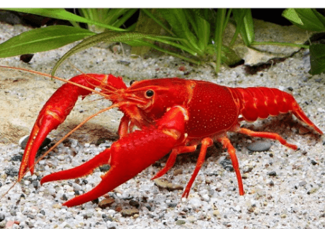 Lobster Hias Merah