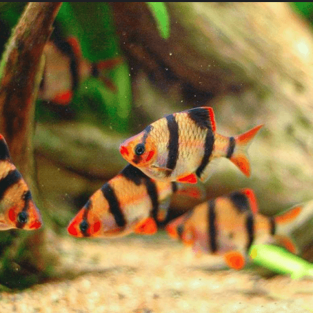 Ikan hias Tiger Barb Sumatra