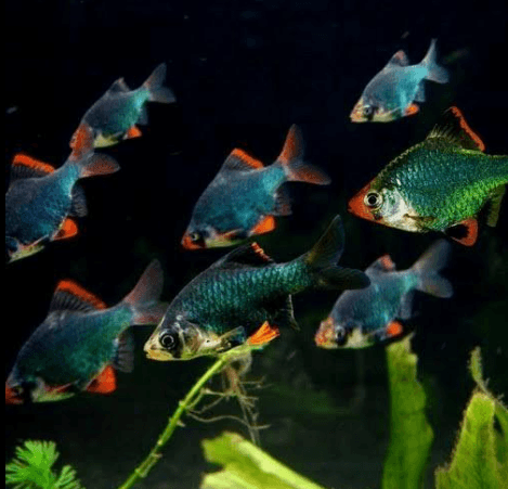 Ikan Hias Green Tiger