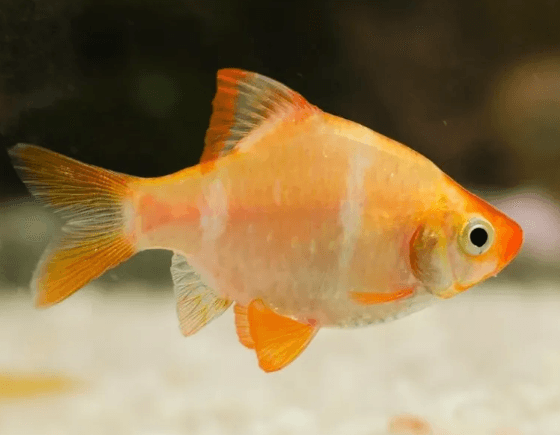 Ikan hias Tiger Barb Sumatra Albino