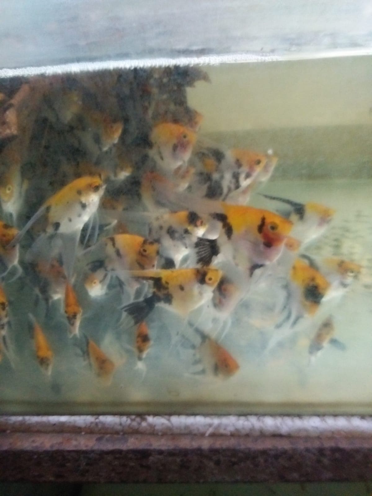 Ikan Hias Manfish Red Devil