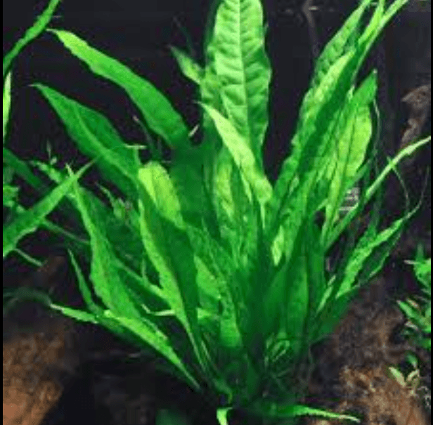 Tanaman Aquascape Kadaka