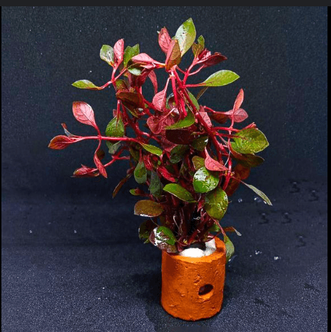 Tanaman Aquascape Red Malang