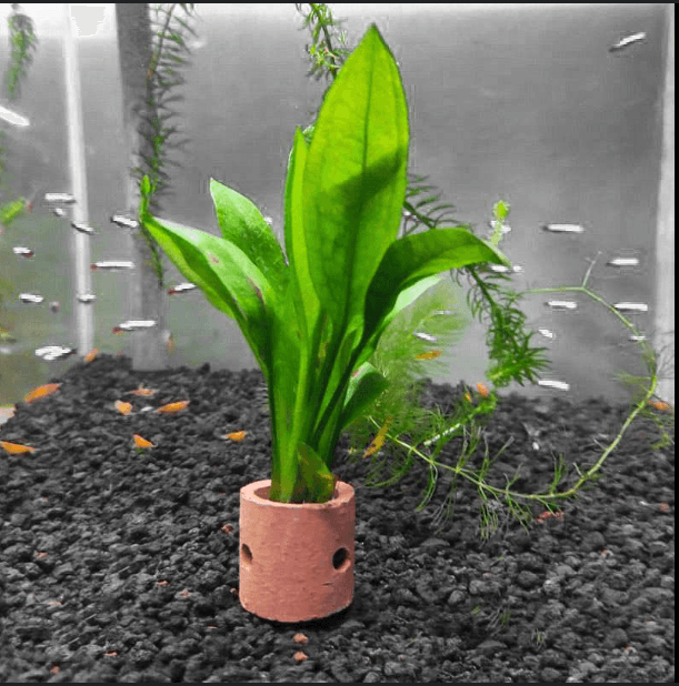 Tanaman Aquascape Amazon