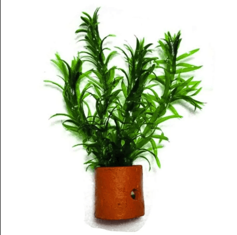 Tanaman Aquascape hydrillia