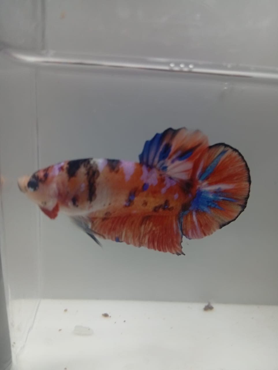 Ikan hias Cupang Giant Koi