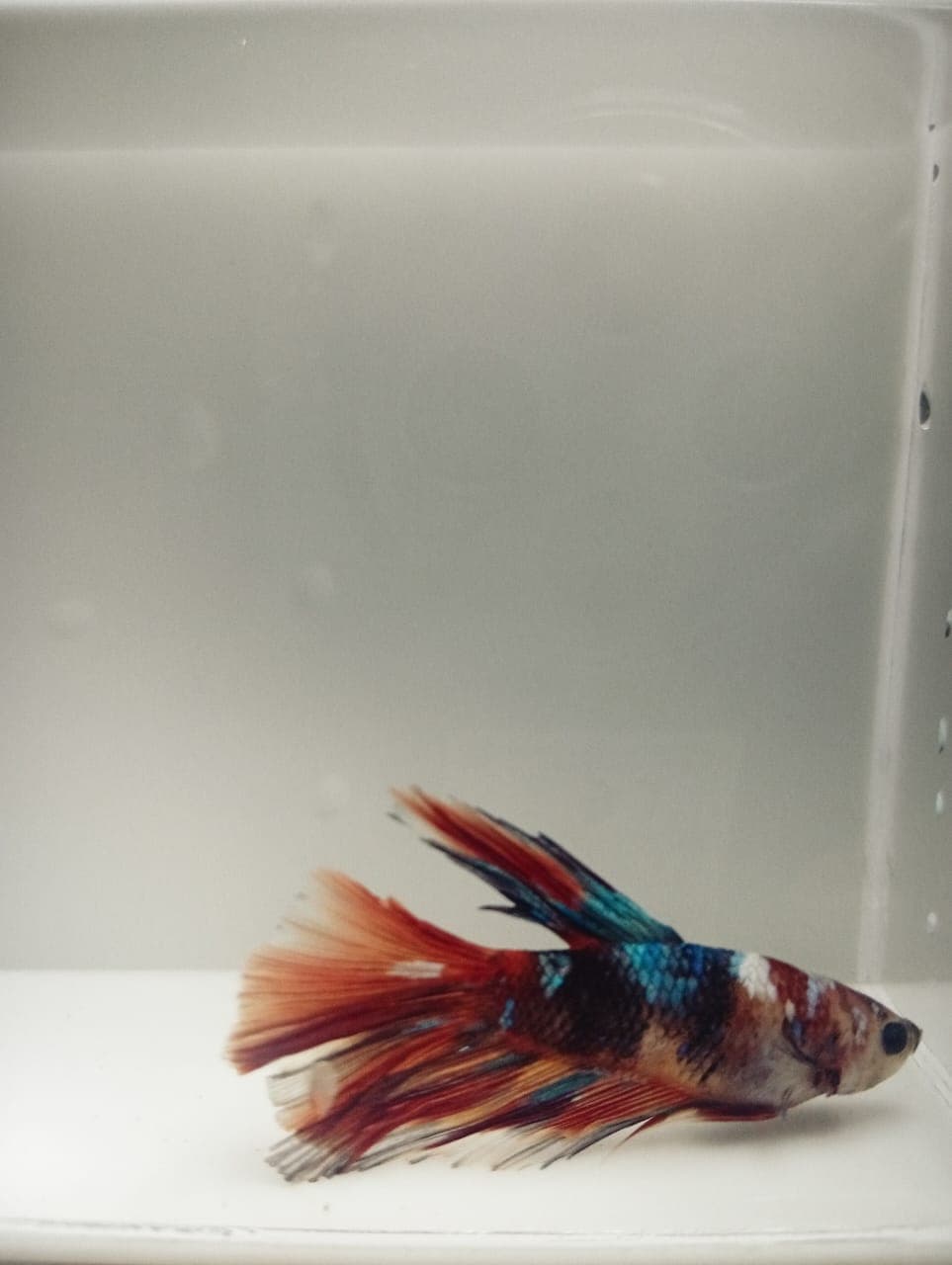 Ikan hias Cupang Halfmoon Koi