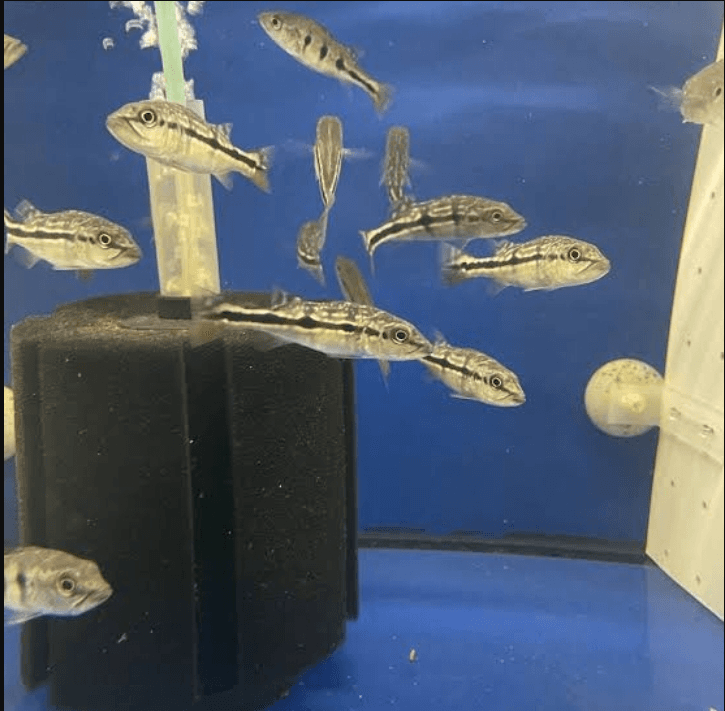 Ikan Hias Peacock Bass Pinima