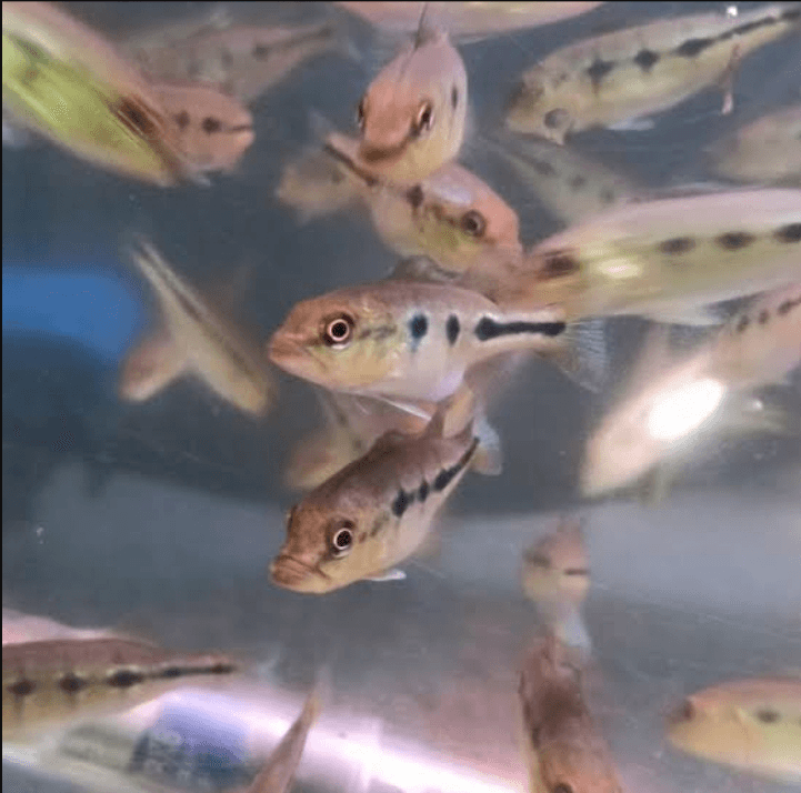 Ikan Peacock Bass Orinoco