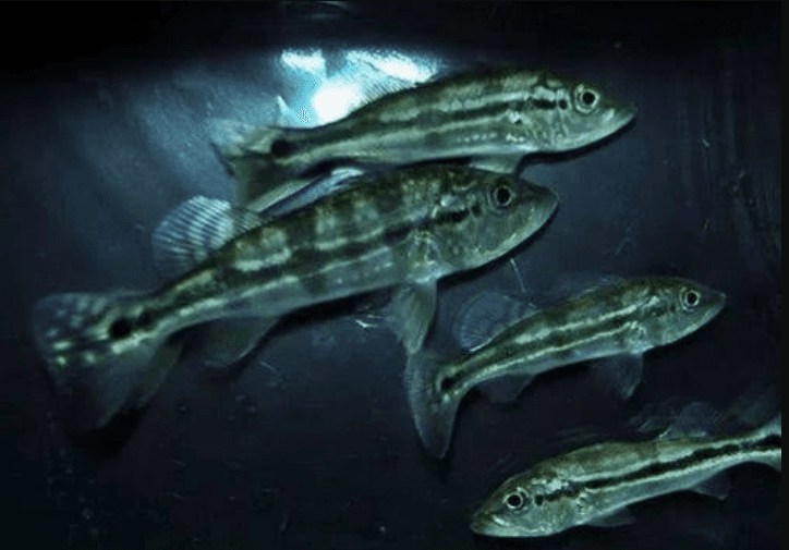 Ikan Peacock Bass Azul