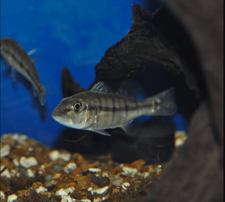 Ikan Peacock Bass Xingu