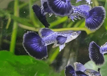 Ikan Hias Guppy Purple Dragon Big Ear (Pair)