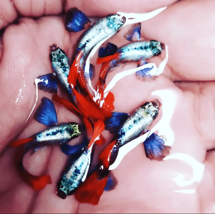 Guppy PRTDE (Platinum Red Tail Dumbo Ear) – Pasangan (Pair)