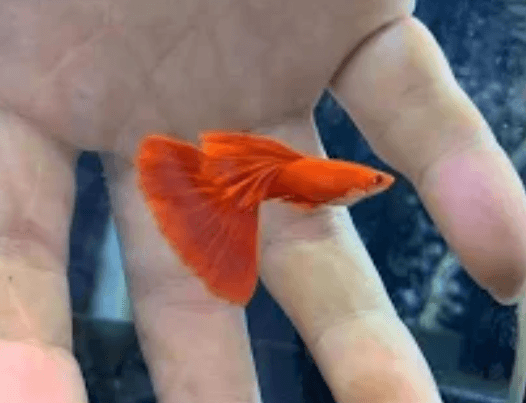 Ikan Hias Guppy Albino Full Red AFR (Pair)