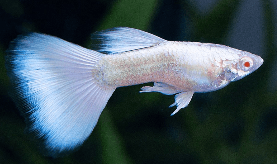 Ikan Hias Guppy AFP Albino Full Platinum (Pair)