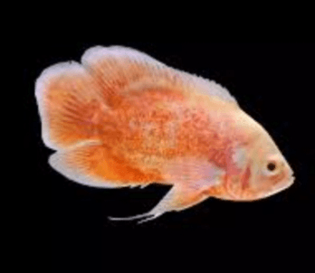 Ikan hias Oscar Paris