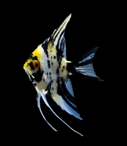 Ikan Hias Manfish Tri Color