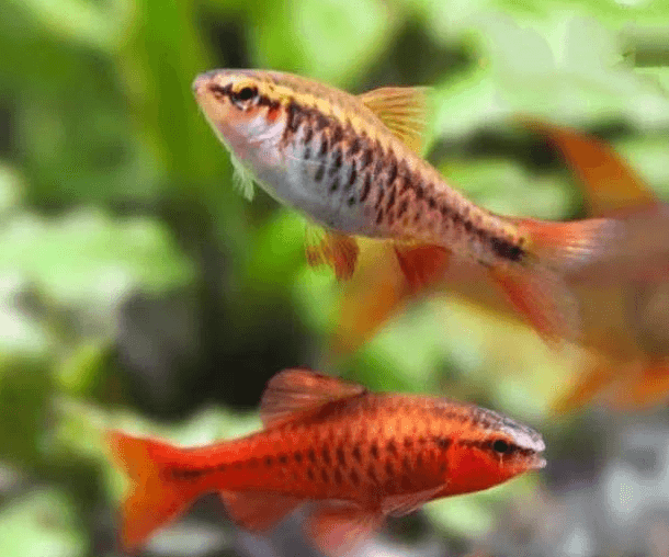 IKan hias Cherry Barb (Puntius titteya)