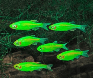 Ikan Hias Green Danio Glowfish